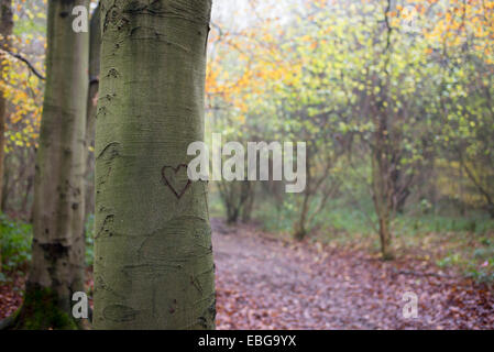 Liebe Herz geschnitzt in Baumstamm in einer englischen Wald im Herbst. Stockfoto