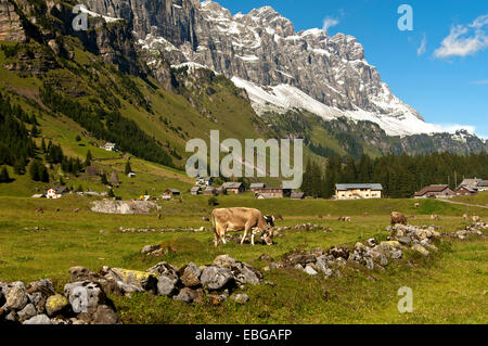Rinder grasen auf Urnberboden Alm, Alm, am Fuße der Glarner Alpen, Urnerboden, Kanton Uri, Schweiz Stockfoto