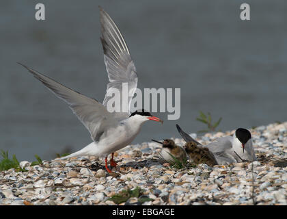 Flussseeschwalben (Sterna Hirundo) mit Küken, Texel, West friesischen Inseln, Provinz Nord-Holland, Niederlande Stockfoto