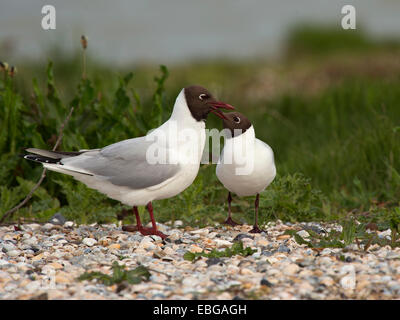 Lachmöwen (Chroicocephalus Ridibundus), Texel, West Ostfriesischen Inseln, Provinz Nord-Holland, Niederlande Stockfoto