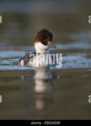 Zwergsäger (Mergellus Albellus), Weiblich, Texel, West Ostfriesischen Inseln, Provinz Nord-Holland, Niederlande Stockfoto