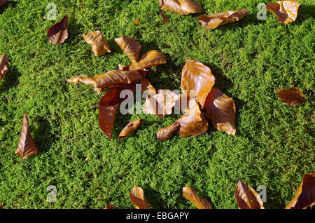 Moos und Laub. Herbstliche Stillleben. Stockfoto