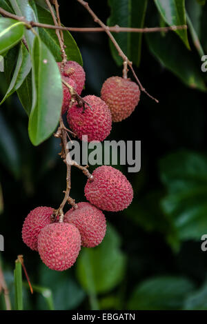 Reife Litschi Frucht am Baum in der Plantage Stockfoto