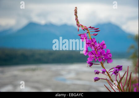 Weidenröschen (Epilobium Angustifolium) wächst aus der Parks Highway in Alaska, in der Nähe der Susitna River Stockfoto