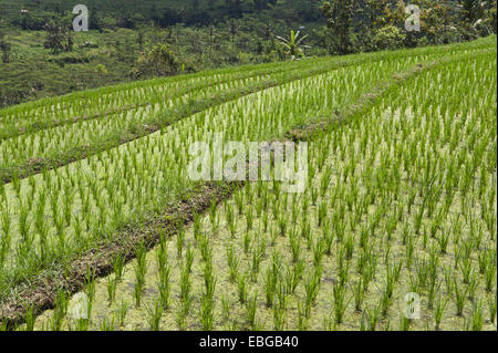 Junge Reis Pflanzen auf dem Reisfeld, Sidemen, Bali, Indonesien Stockfoto