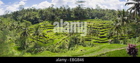 Reisterrassen und Kokospalmen, Tegallalang, Bali, Indonesien Stockfoto