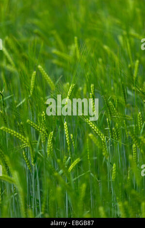 Grainfield mit unreifen Ohren von Gerste (Hordeum Vulgare), Aschheim, Upper Bavaria, Bavaria, Germany Stockfoto