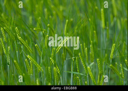 Grainfield mit unreifen Ohren von Gerste (Hordeum Vulgare), Aschheim, Upper Bavaria, Bavaria, Germany Stockfoto