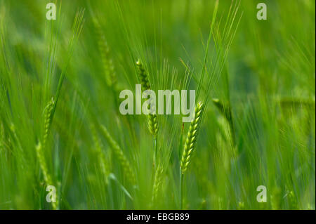 Grainfield mit unreifen Ohren von Gerste (Hordeum Vulgare), Aschheim, Upper Bavaria, Bavaria, Germany Stockfoto