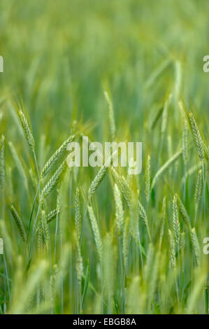 Grainfield mit unreifen Ohren der Roggen (Secale Cereale), Aschheim, Upper Bavaria, Bavaria, Germany Stockfoto