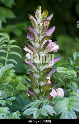 Silverweed Fingerkraut (Potentilla heisses), Botanischer Garten der Universität Innsbruck, Innsbruck, Tirol, Österreich Stockfoto