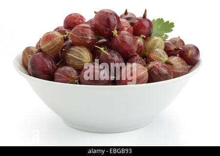 Rote Stachelbeere (Ribes Uva-Crispa, Ribes Grossularia) in eine Schüssel geben Stockfoto