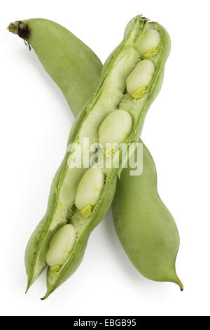 Ackerbohne (Vicia Faba), ungeöffnet und eröffnet Stockfoto