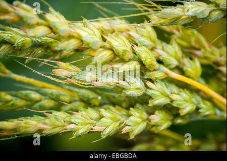 Weizen (Tritium) wächst in einem Feld für die Ernte Stockfoto