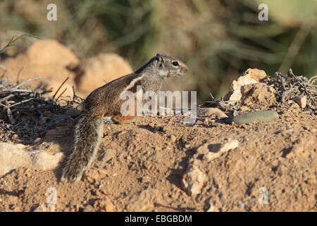 Barbary Erdhörnchen (Atlantoxerus Getulus) Stockfoto