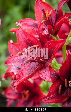 Asiatische "Black Out" Lillys (Lilium) wächst in einem Garten Stockfoto