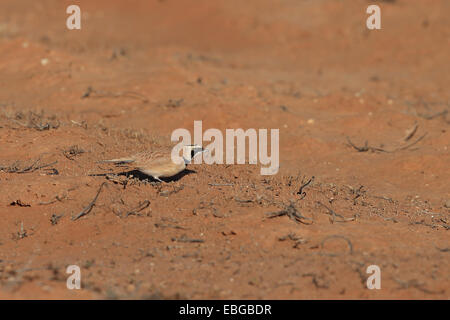 Temminck gehörnte Lerche (Eremophila Bilopha) Stockfoto