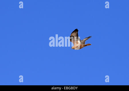 Atlas langbeinige Bussard (Buteo Rufinus Cirtensis) Stockfoto