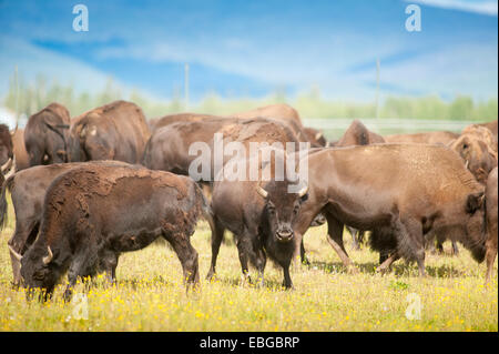 Herde Bisons (Bison Bison) versammelten sich in einem offenen Feld in der Nähe von Delta Junction Alaska Stockfoto