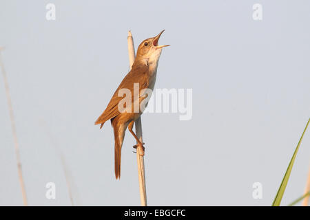 Savi Grasmücke (Locustella Lusciniodes), männliche singen auf einem Reed-Stiel, Illmitz, Burgenland, Österreich Stockfoto