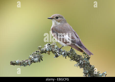 Europäische Trauerschnäpper (Ficedula Hypoleuca), männliche thront auf einem Ast, Altenseelbach, Neunkirchen, Nordrhein-Westfalen Stockfoto