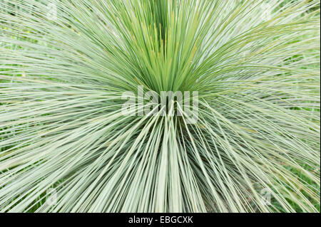 Agavenarten (Agave Stricta Monaco), Spanien Stockfoto