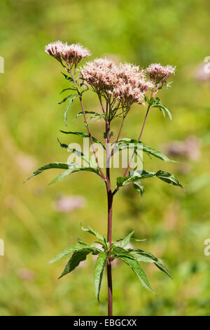 Hanf-Agrimony (Eupatorium Cannabinum), Blume, Jena, Thüringen, Deutschland Stockfoto