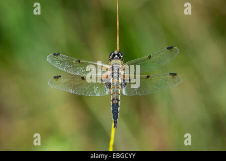 Vier-spotted Chaser (Libellula Quadrimaculata), Männlich, Versoix, Kanton Genf, Schweiz Stockfoto
