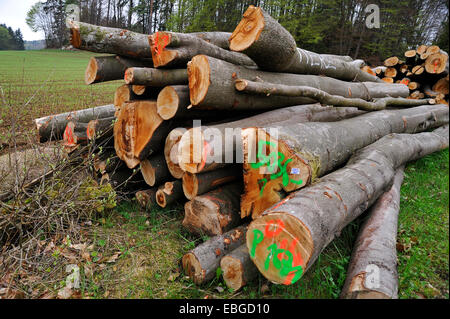 Felled Bäume Buche (Fagus), Protokolle, Almos, Hiltpoltstein, Upper Franconia, Bayern, Deutschland Stockfoto