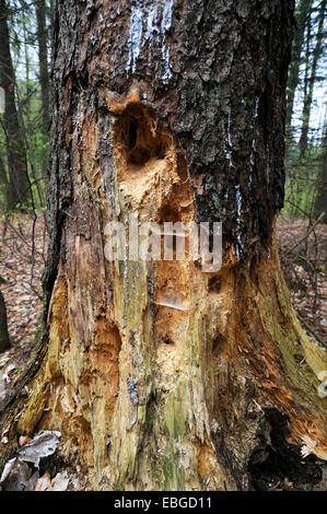 Spechthöhlen in Fichte (Picea Abies), Hiltpoltstein, Upper Franconia, Bayern, Deutschland Stockfoto