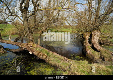 Alte Weiden (Salix) an einem Toteis Wasserkocher Loch, in der Nähe von Othenstorf, Mecklenburg-Western Pomerania, Deutschland Stockfoto