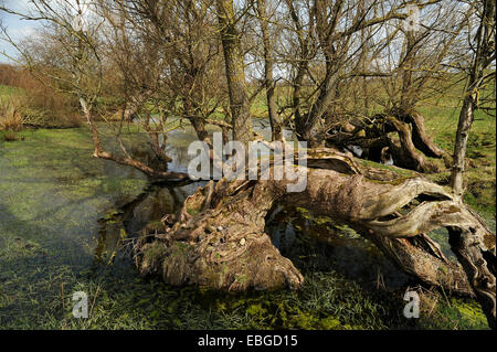 Alte Weiden (Salix) an einem Toteis Wasserkocher Loch, in der Nähe von Othenstorf, Mecklenburg-Western Pomerania, Deutschland Stockfoto