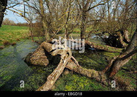 Alte Weiden (Salix) an einem Toteis Wasserkocher Loch, in der Nähe von Othenstorf, Mecklenburg-Western Pomerania, Deutschland Stockfoto