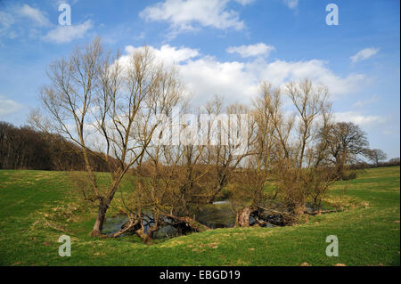 Alte Weiden (Salix) an einem Toteis Wasserkocher Loch, in der Nähe von Othenstorf, Mecklenburg-Western Pomerania, Deutschland Stockfoto