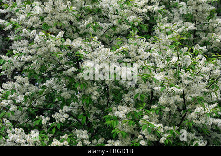 Blühende Vogel-Kirsche oder Hackberry (Prunus Padus), Egloffstein, Upper Franconia, Bayern, Deutschland Stockfoto