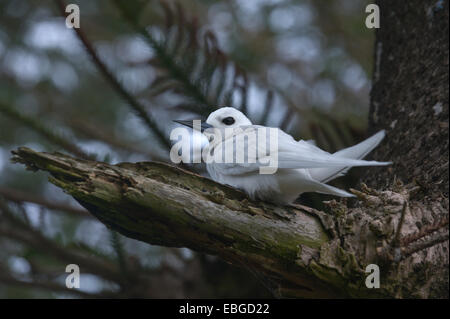 Weiße Tern (Gygis Alba), Lord-Howe-Insel, New-South.Wales, Australien Stockfoto