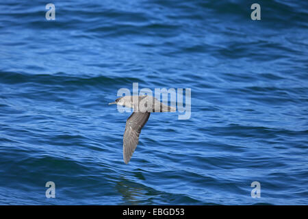 Balearen-Sturmtaucher (Puffinus Mauretanicus) Stockfoto