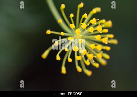 Dill (Anethum Graveolens) wächst in Alaska Stockfoto