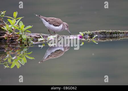 Flussuferläufer (Actitis Hypoleucos) auf Futtersuche auf einem schwimmenden Baumstamm, Nordhessen, Hessen, Deutschland Stockfoto