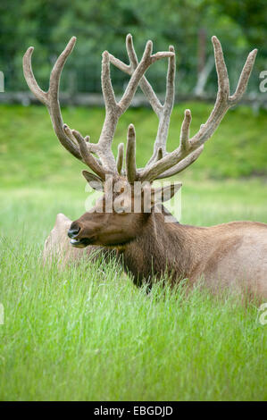 Elche (Cervus Canadensis) Weiden grünen Feld in Alaska. Stockfoto