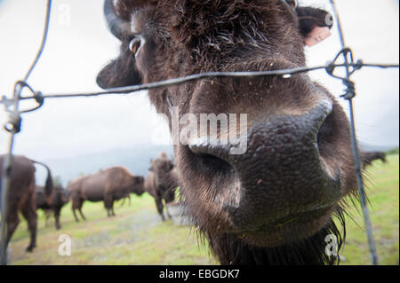 Holz-Bison (Bison Bison Athabascae) (Wood Buffalo) in Alaska. Stockfoto