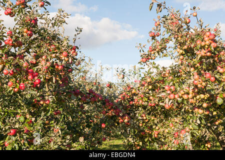 Die Reifen Äpfel im alten Obstgarten Stockfoto