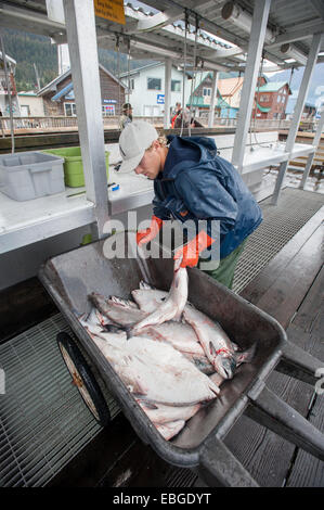 Fischer, wiegen, seinen Fang für den Tag in Seward, Alaska Stockfoto