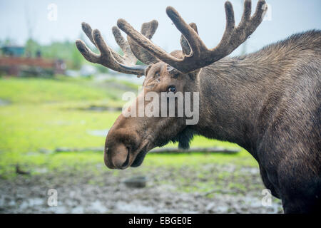 Elche (Alces Alces) in Alaska. Stockfoto