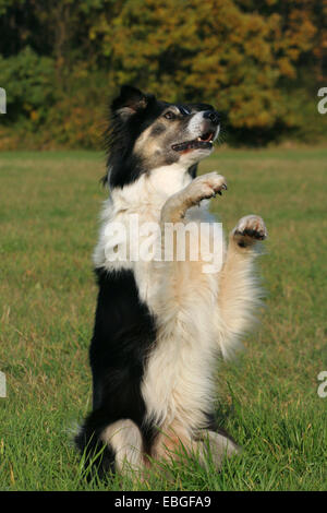 Border-Collie zeigt trick Stockfoto