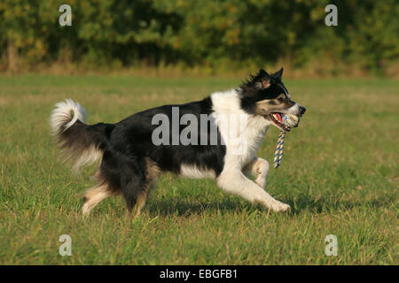 Border Collie zu spielen Stockfoto