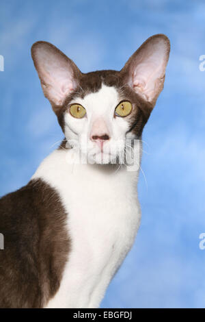 Peterbald Portrait Stockfoto