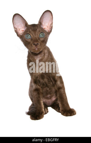 Peterbald Kätzchen Stockfoto