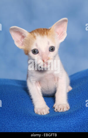 Peterbald Kätzchen Stockfoto