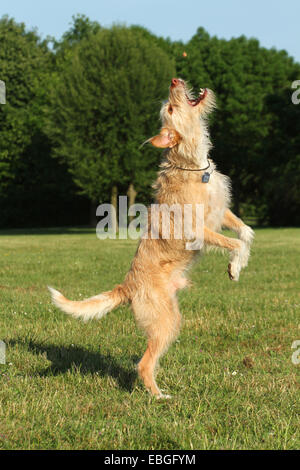 Mongrel springen Stockfoto